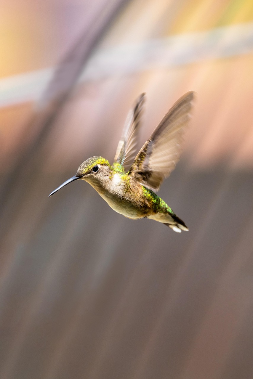 wildlife, bird, hummingbird, flying, ornithology, nature, species, fauna, avian, animal, wings